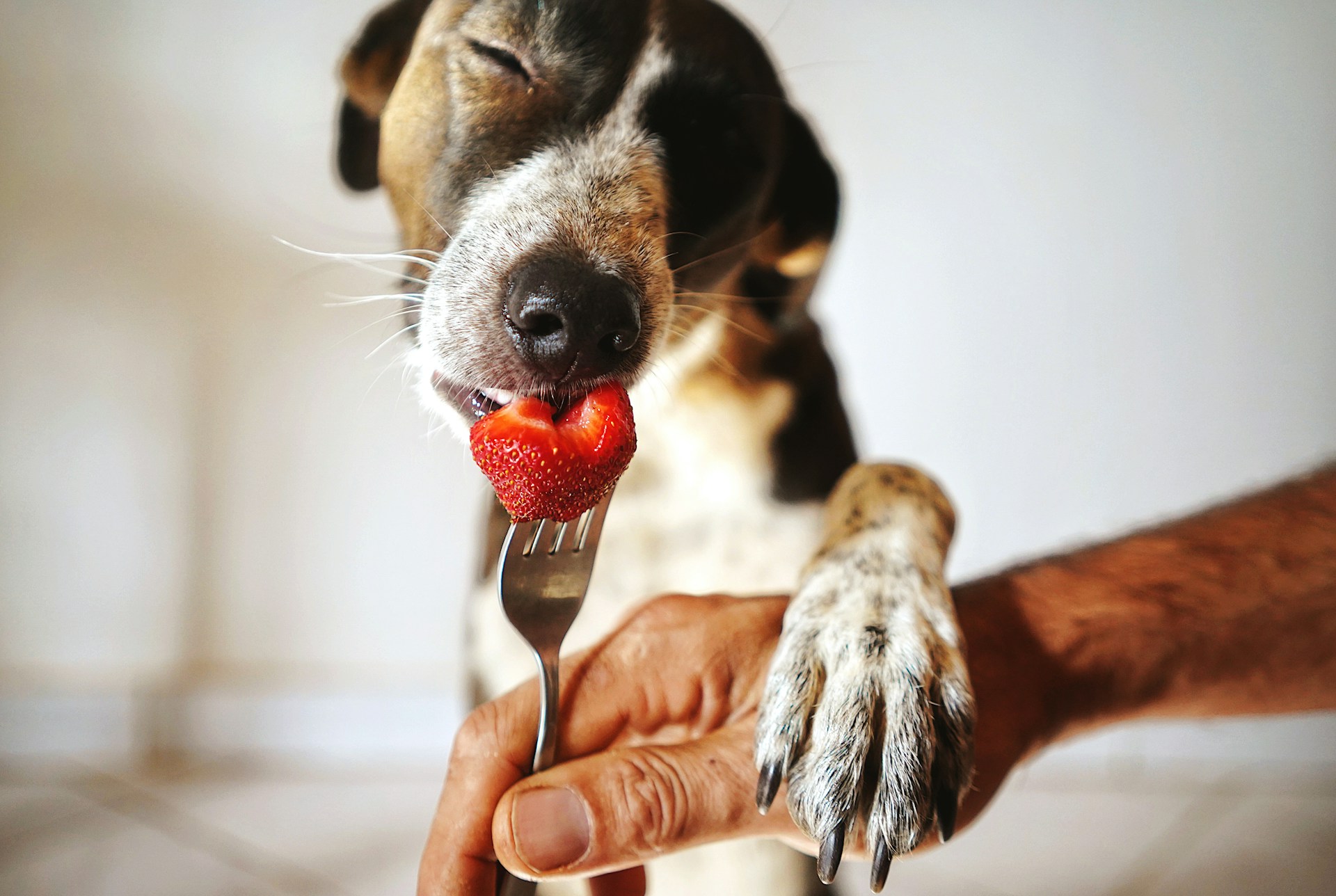 Advantages of Healthy Organic Pet Food for Dogs
