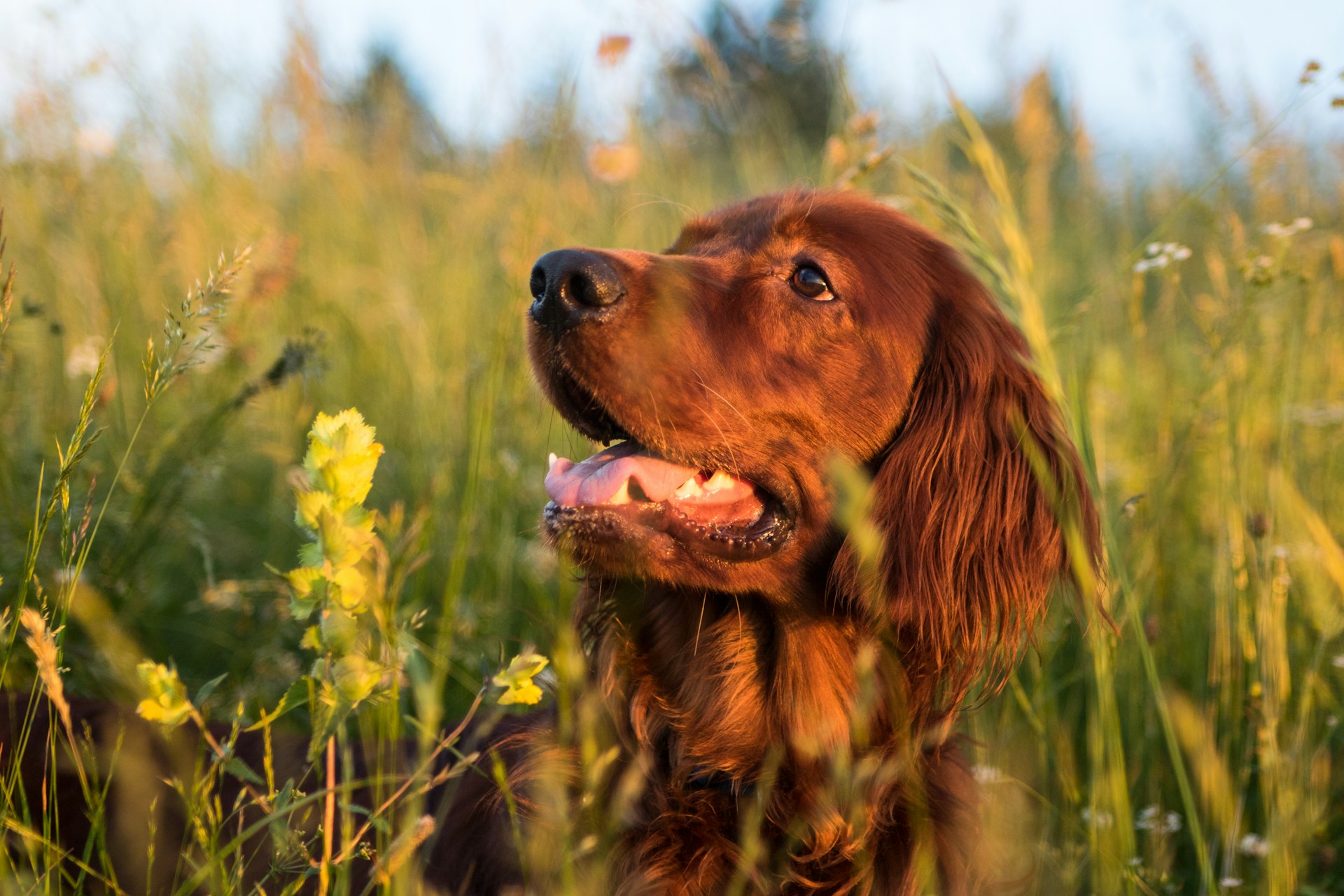 Common Myths About Organic Dog Food