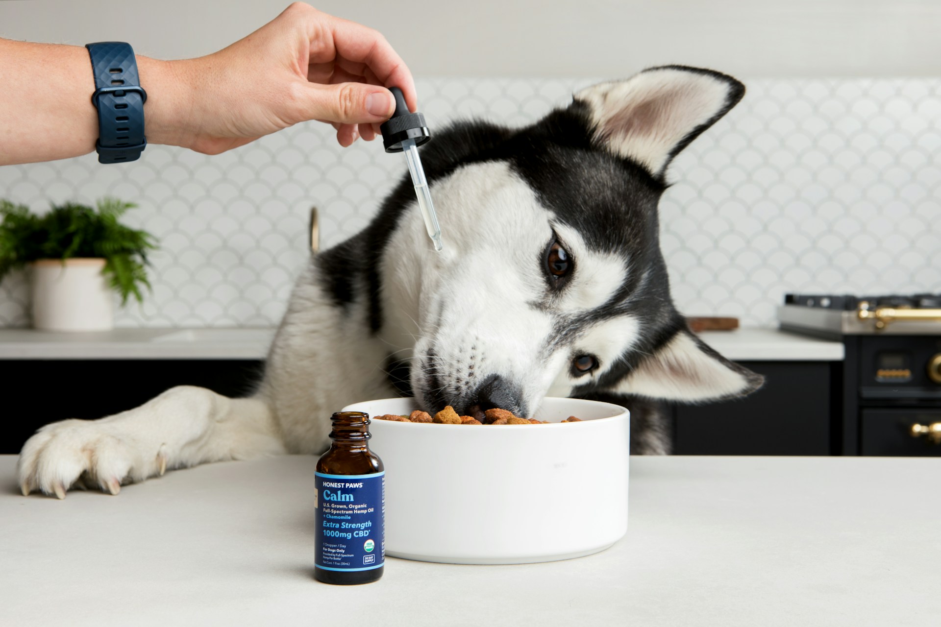 Healthy Organic Pet Food for Dogs