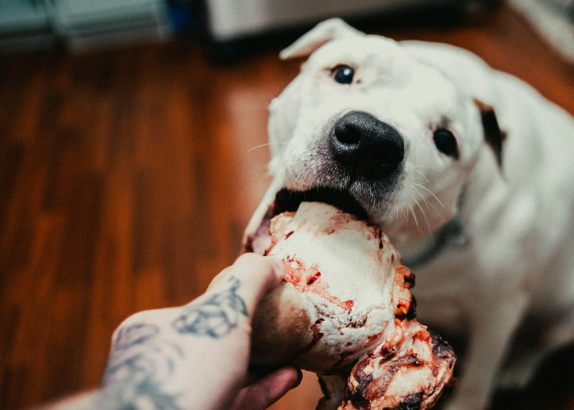 Raw vs. Cooked Organic Dog Food