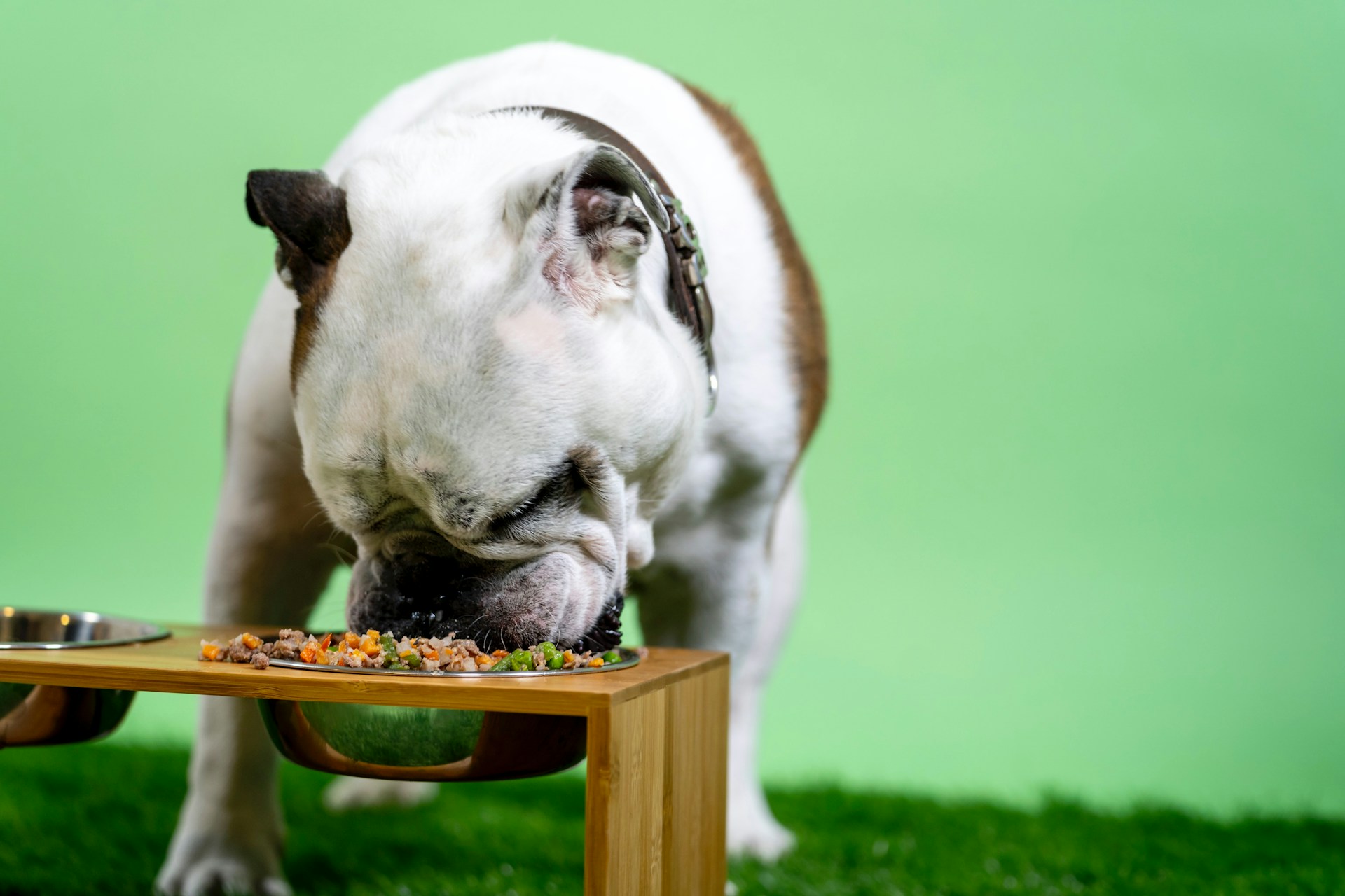 Transition Your Dog to Organic Food