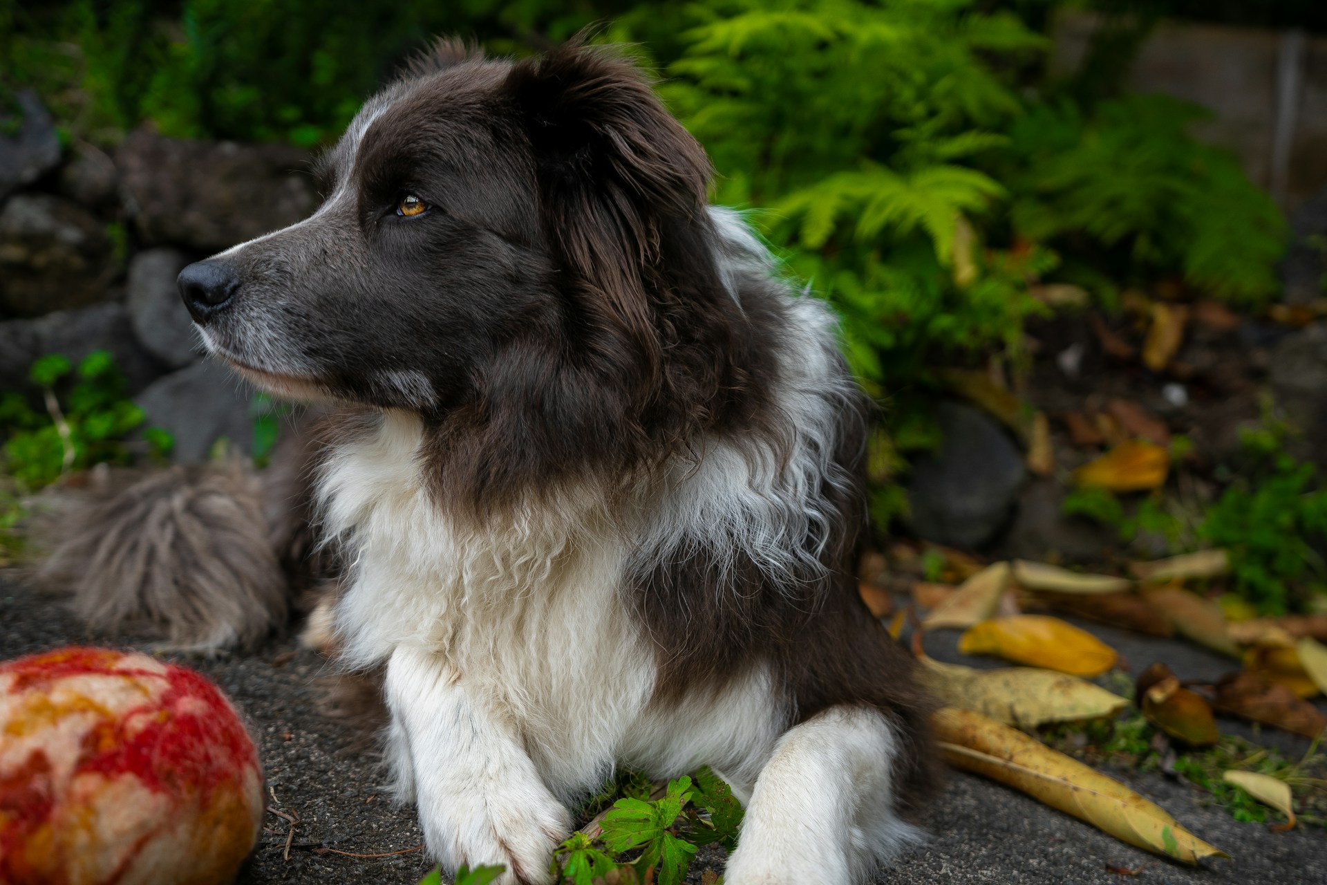 Trends Shaping Organic Dog Food